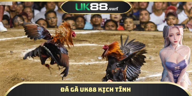 Đá gà UK88 kịch tính